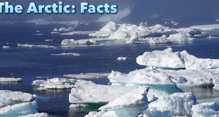 The Most Interesting Facts about the Arctic You Might Never Know