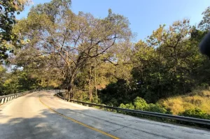 Alas Roban A Mysterious Forest Full of History, Myths, and Natural Beauty