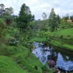 Pagilaran Tea Plantation, the Charm of a Green Plantation with Beautiful Views in Batang