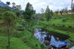 Pagilaran Tea Plantation, the Charm of a Green Plantation with Beautiful Views in Batang